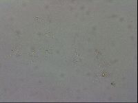 Isohypsibius granulifer image