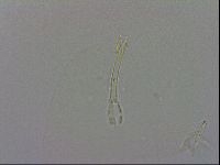 Isohypsibius granulifer image