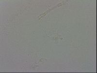Isohypsibius granulifer image