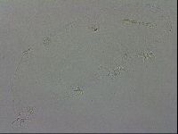 Isohypsibius granulifer image