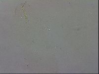 Isohypsibius granulifer image