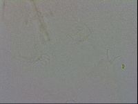 Isohypsibius granulifer image