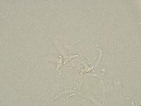 Isohypsibius granulifer image