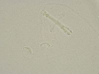 Isohypsibius granulifer image