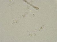 Isohypsibius granulifer image