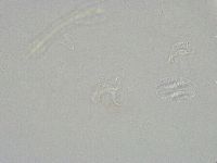 Isohypsibius granulifer image