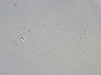 Isohypsibius granulifer image