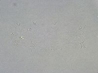 Isohypsibius granulifer image