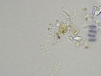 Isohypsibius granulifer image