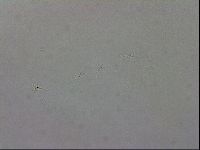 Isohypsibius granulifer image