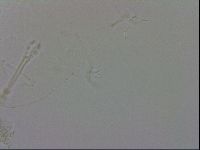 Isohypsibius granulifer image