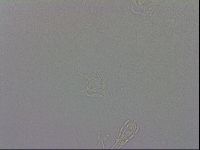 Isohypsibius granulifer image
