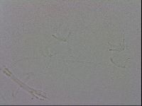 Isohypsibius granulifer image