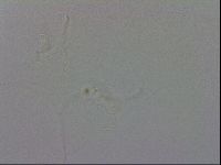 Isohypsibius granulifer image