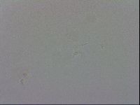 Isohypsibius granulifer image