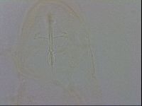 Isohypsibius granulifer image