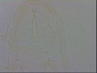 Isohypsibius granulifer image