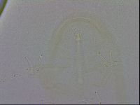 Isohypsibius granulifer image