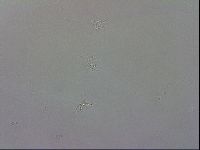 Isohypsibius granulifer image