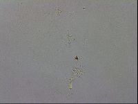 Isohypsibius granulifer image