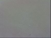 Isohypsibius granulifer image