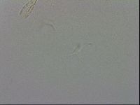 Isohypsibius granulifer image