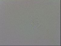 Isohypsibius granulifer image