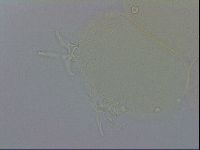 Isohypsibius granulifer image