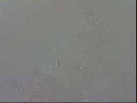 Isohypsibius granulifer image