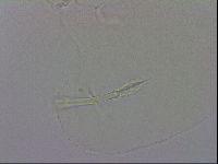 Isohypsibius granulifer image