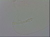 Isohypsibius granulifer image