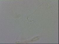 Isohypsibius granulifer image