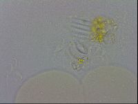 Isohypsibius granulifer image