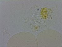 Isohypsibius granulifer image