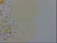 Isohypsibius granulifer image