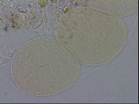 Isohypsibius granulifer image