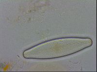 Isohypsibius granulifer image