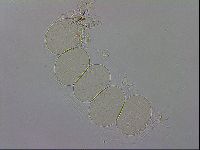 Isohypsibius granulifer image