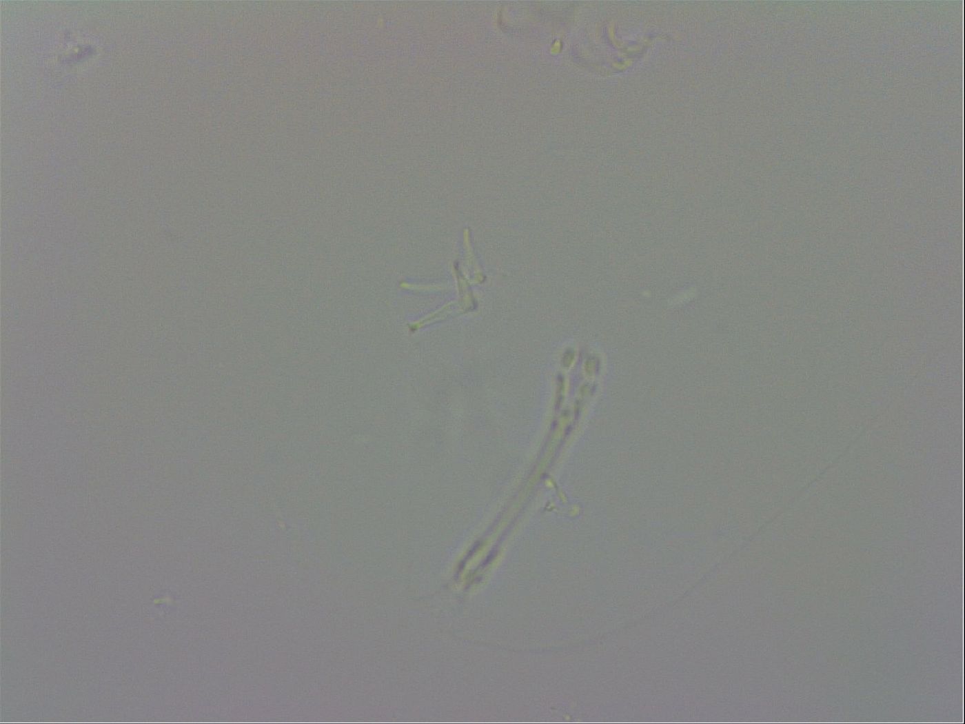 Isohypsibius granulifer image