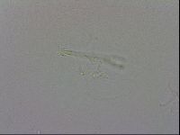 Isohypsibius granulifer image