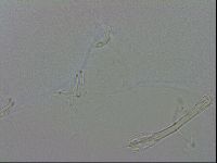 Isohypsibius granulifer image