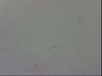 Isohypsibius granulifer image