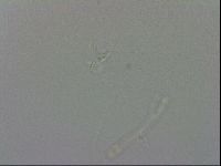 Isohypsibius granulifer image