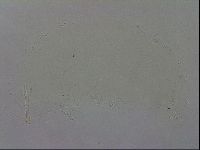 Isohypsibius granulifer image