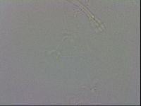 Isohypsibius granulifer image