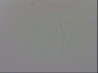 Isohypsibius granulifer image