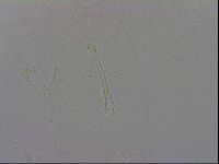 Isohypsibius granulifer image