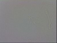 Isohypsibius granulifer image