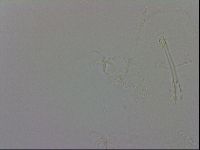 Isohypsibius granulifer image
