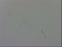 Isohypsibius granulifer image